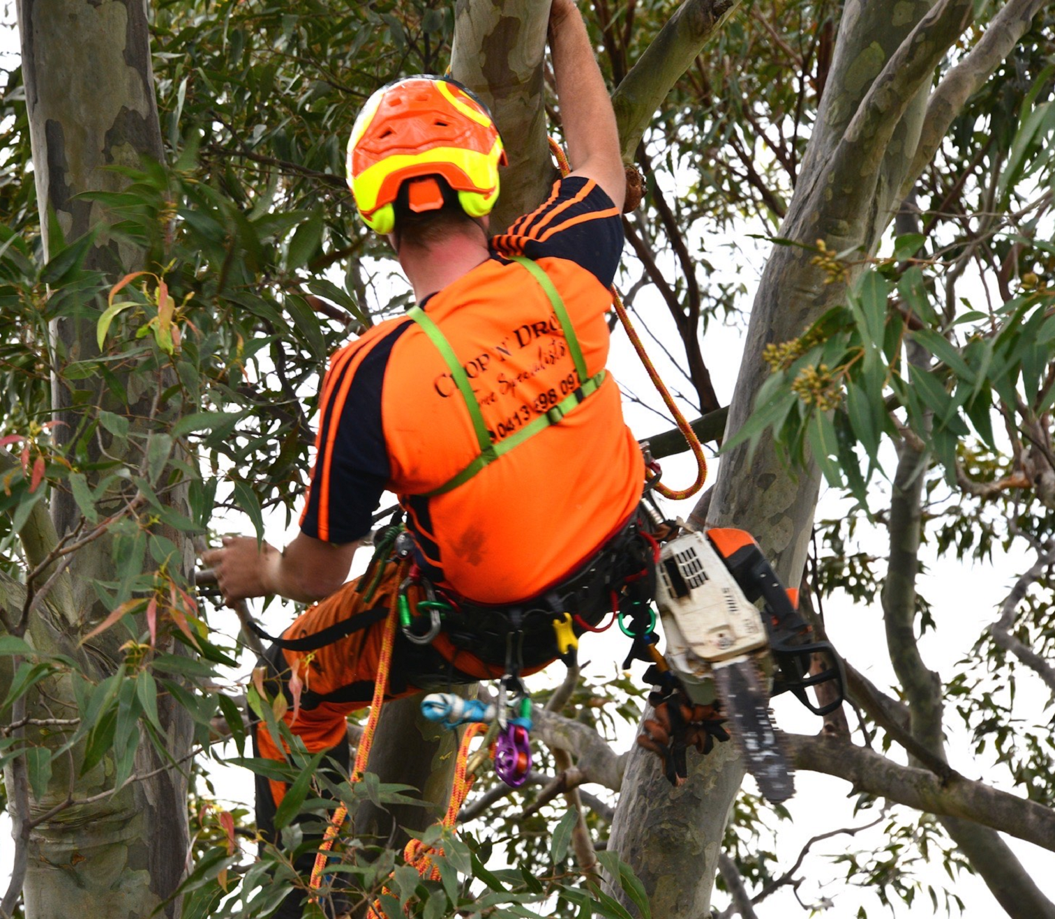 Tree Removal Newcastle