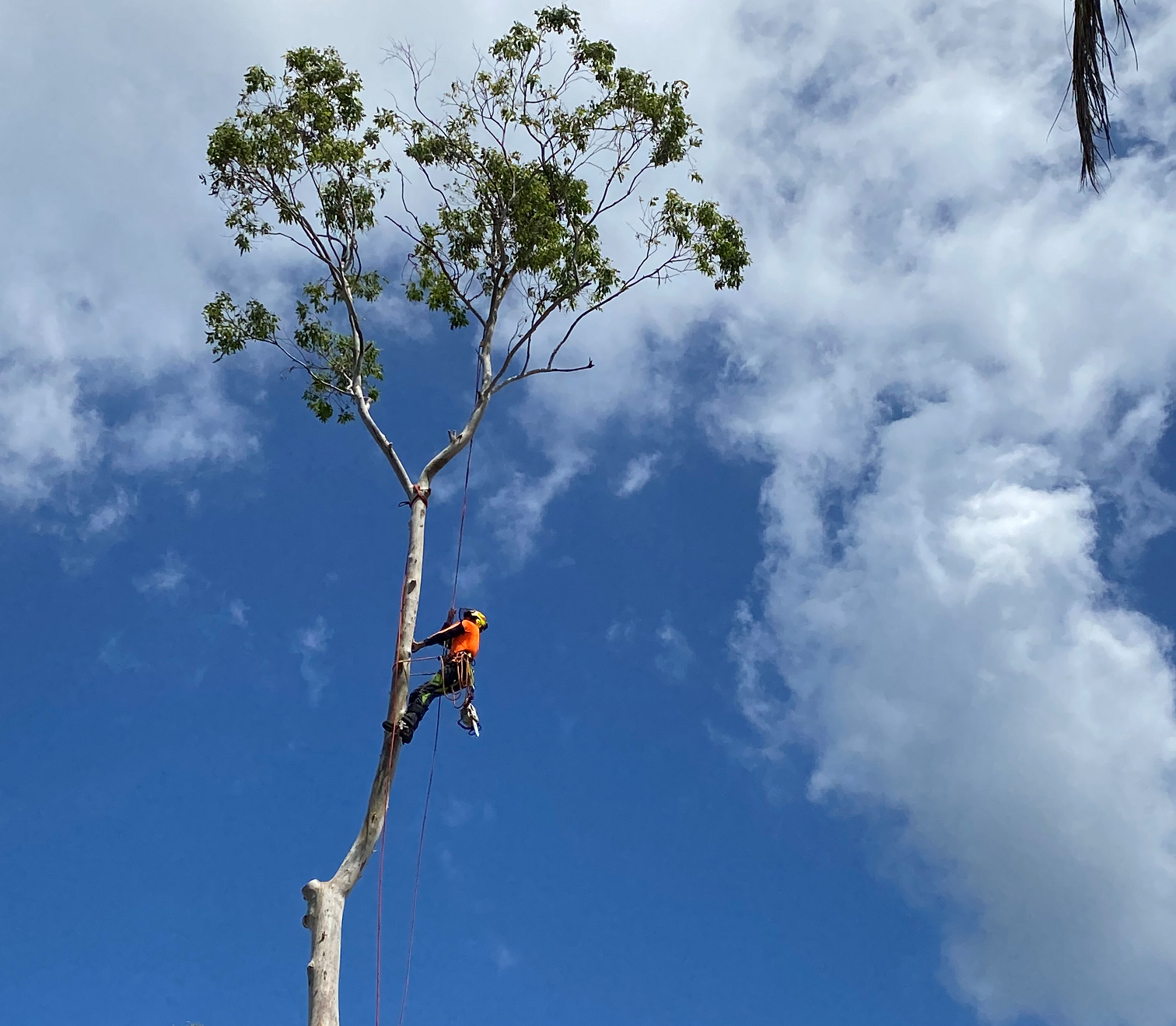 Tree Removal Newcastle