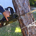 Tree Removal Newcastle