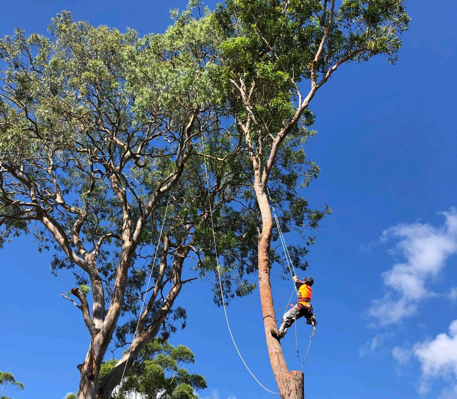 Specialist in Tree Services