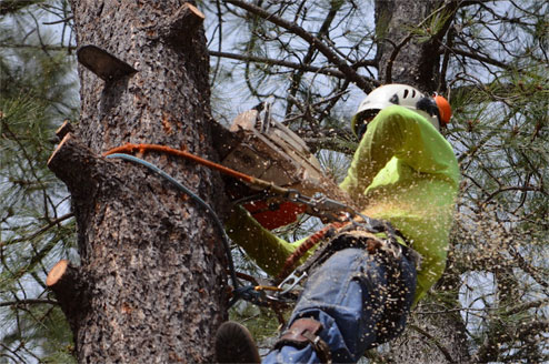 Tree Removal Services Newcastle