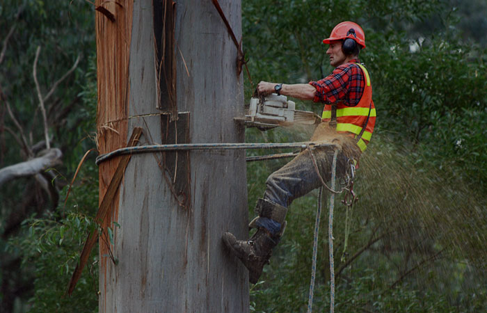 Professional Arborist Services