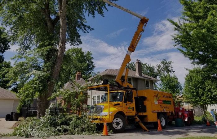 Tree Removal Services Newcastle